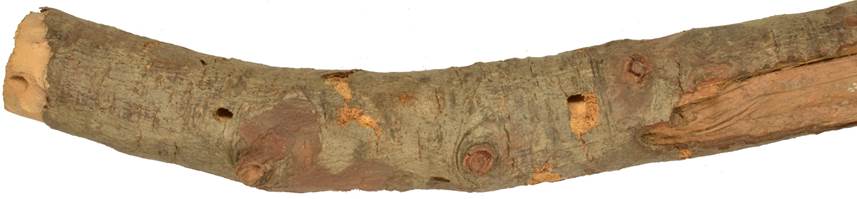 aad Kypr borovice.JPG